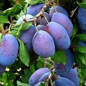 Erik Fidanı Mürdüm Erik, 2 Yaş