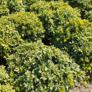 Pitos-Yıldız Çalısı, Pittosporum