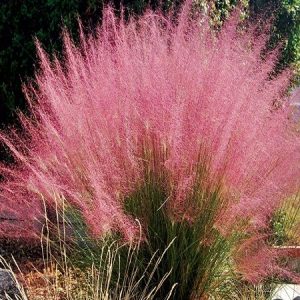 Pembe Pamuk Şekeri, Muhlenbergia Capillaris Pink Muhly