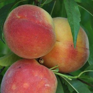 Şeftali Fidanı Royal Glory Şeftali, 2 Yaş