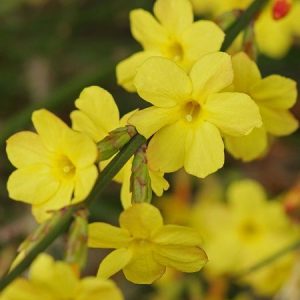 Sarı Yasemin,Jasminum nodifolium