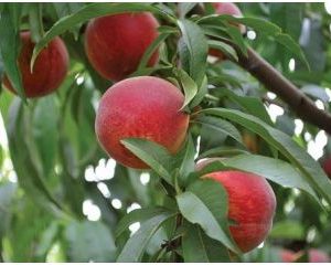 Şeftali Fidanı Spring Lady Şeftali, 2 Yaş