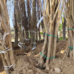 Açık Köklü Meyve Fidanları