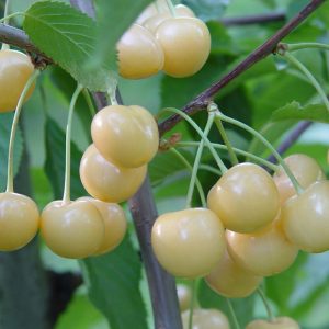 Kiraz Fidanı Beyaz Kiraz, 2 Yaş