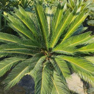 Cycas revoluta