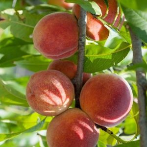 Şeftali Fidanı Dixired Şeftali, 2 Yaş