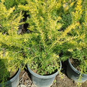 Yayılıcı Gravilla Çalısı Grevillea juniperina