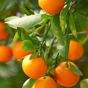 Mandalina-Klemantin Mandalina Fidanı, 2-3 Yaş, Tüplü