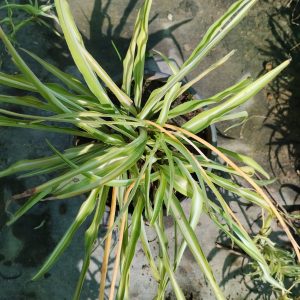 Kurdele, Chlorophytum comosum