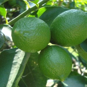 Limon- Lime Limon Fidanı, 2-3 Yaş, Saksılı