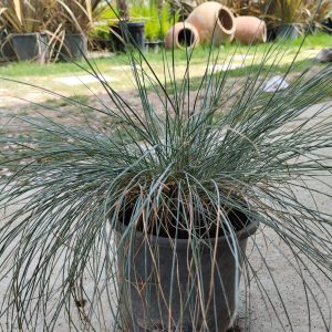 Mavi çim , Festuca glauca