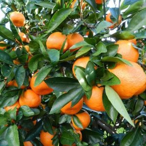 Mandalina-Okitsu Mandalina Fidanı, 2-3 Yaş, Tüplü