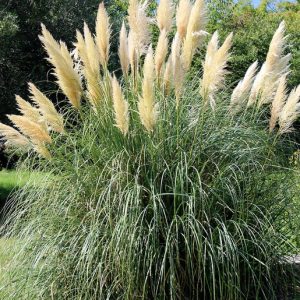 Pampas Sazı, Cortaderia Selloana