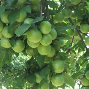 Erik Fidanı Papaz Erik, 2 Yaş