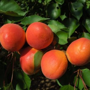 Kayısı Fidanı Roxana Kayısı, 2 Yaş