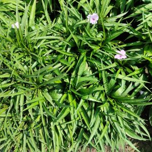 Bodur Ruellia-Meksika Petunyası, Ruellia brittoniana