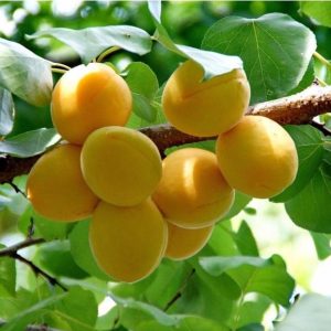 Kayısı Fidanı, Şekerpare Kayısı, 2 Yaş