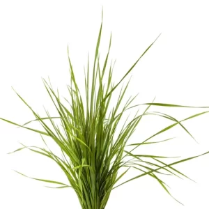 Çim ve Yer Örtücüler