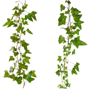 Sarmaşık, Sarıcı ve Tırmanıcılar