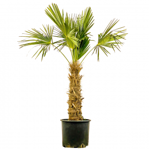 Dış Mekan Süs Bitkileri