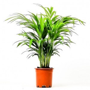 İç Mekan Bitkileri