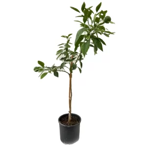 Sertifikalı Meyve Fidanları