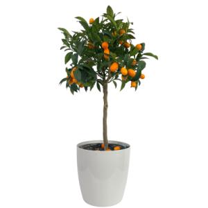 Narenciye Fidanları