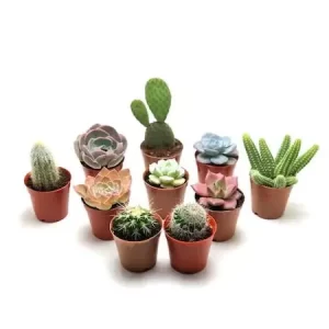 Sukulent ve Kaktüsler