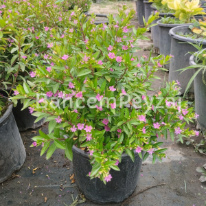 Cennet Çiçeği Küfeya - Cuphea Hyssopifolia