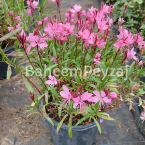 Gavura Çiçeği, Gaura Lindheimeri