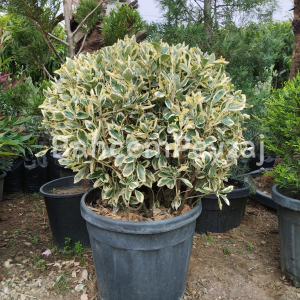 Top Bravo Taflan- Euonymus Japonicus ‘Bravo’