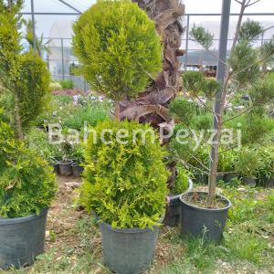 2 Top Limon Çamı-Servi , Cupressus macrocarpa Goldcrest