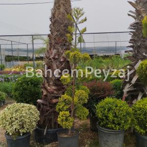 Ponpon Limon Çamı-Servi, Cupressus macrocarpa Goldcrest Spiral