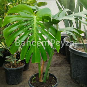 Deve Tabanı Bitkisi- Monstera Deliciosa