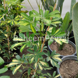 Şeflera-Schefflera gold capella