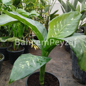 Difenbahya-Dieffenbachia Compacta
