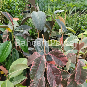 Pembe Alacalı Kauçuk- Ficus Elastica Belize