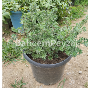 Sahil Biberiyesi, Vestringa -Westringia rosmariniformis