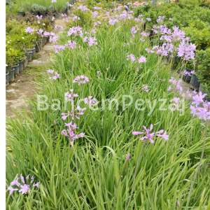 Sosyete sarımsağı-Tulbaghia vıolacea