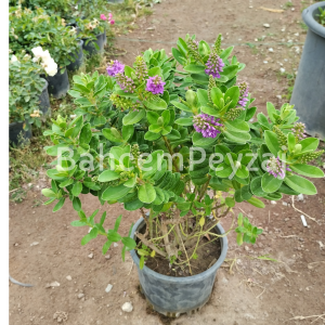 Mor Yavşan Çalısı, Hebe-Hebe veronica elliptica