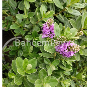 Poligala Çiçeği, Süt Otu- Polygala Myrtifolia