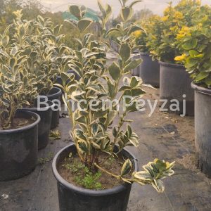 Bravo Taflan- Euonymus Japonicus ‘Bravo’