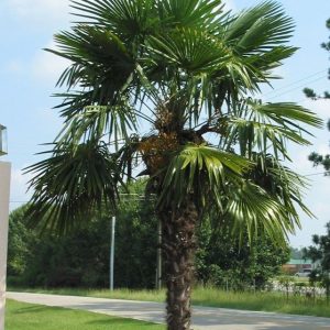 Tüylü Palmiye, Chamaerops excelsa