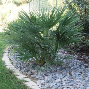 Bodur Palmiye, Chamaerops humilis