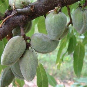 Badem Fidanı Ferragnes Badem, 2 Yaş