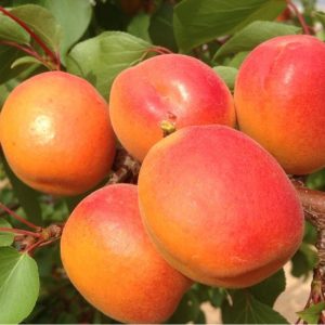 Kayısı Fidanı Flopria Kayısı, 2 Yaş