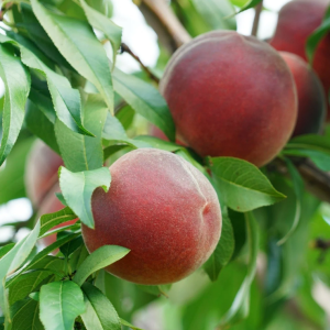 Şeftali Fidanı Monreo Şeftali, 2 Yaş