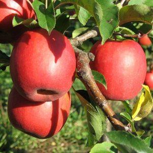 Elma Fidanı, Pink Lady Elma, 2 Yaş