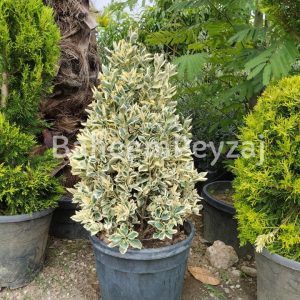 Piramit Bravo Taflan- Euonymus Japonicus ‘Bravo’