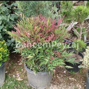 Boylu Top Cennet Bambusu, Boylu Nandina-Nandina domestica ball